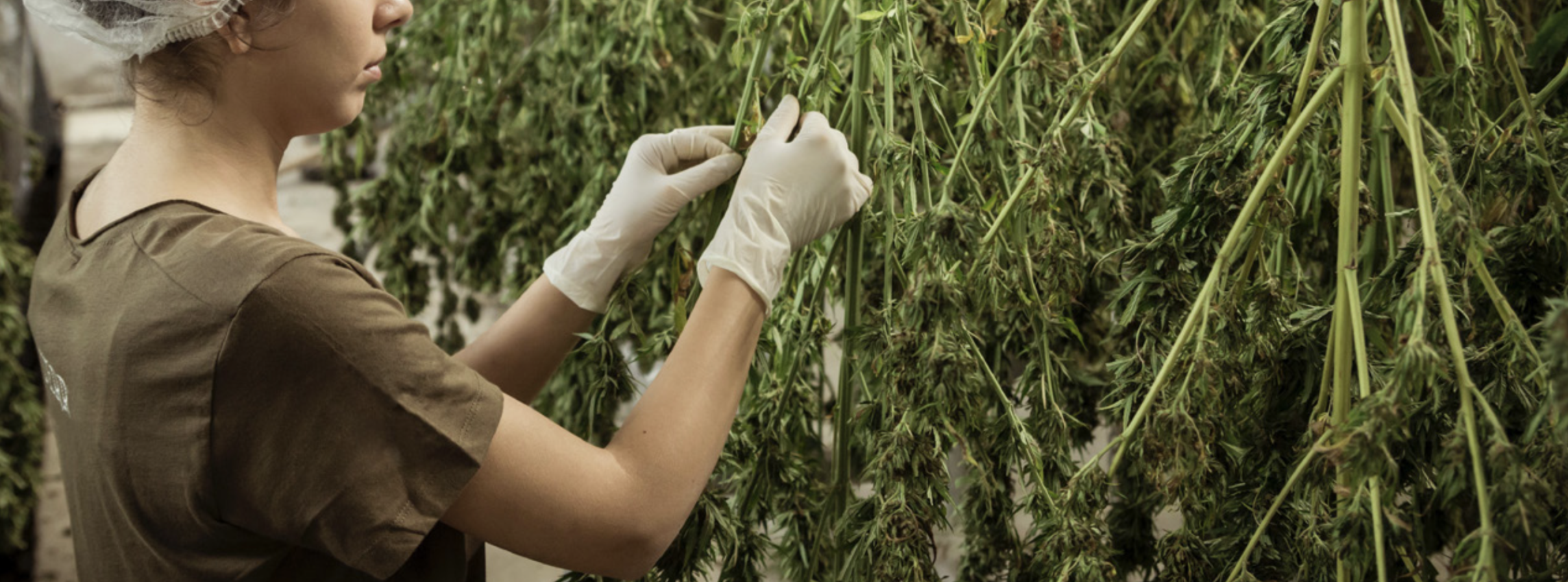 creación de empleo en la industria de cannabis
